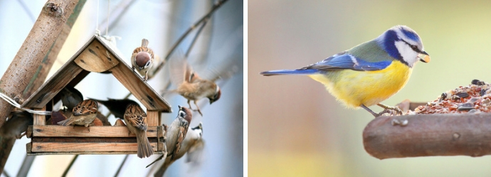 vogel, vogels, vogelvoer, vogelkooi kopen Tuincentrum te Zoeterwoude, Benthuizen, Moerkapelle, Rokkeveen, Pijnacker