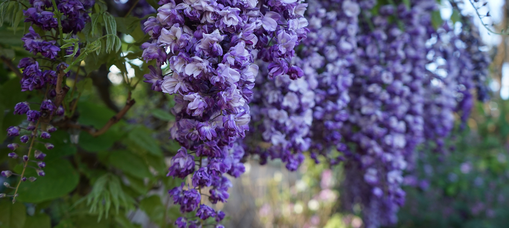 klimplant kopen klimplant kopen
