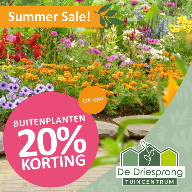 ALLE BUITENPLANTEN 20% KORTING