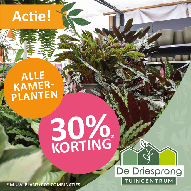 Alle kamerplanten 30% korting!