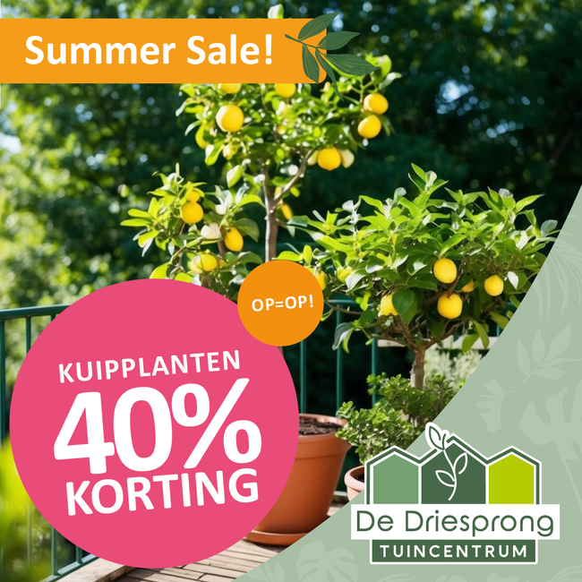 KUIPPLANTEN 40% KORTING