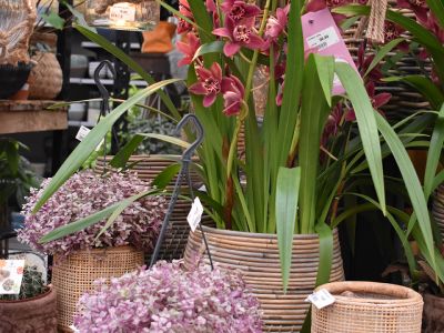 Onze winkel