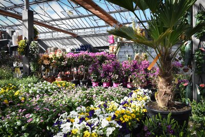 Planten