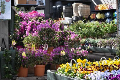 Planten