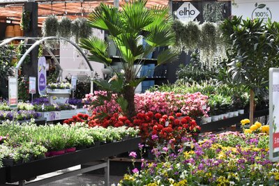 Planten