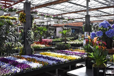Planten