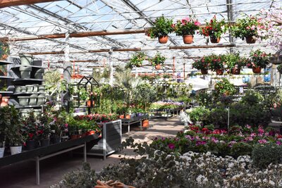 Planten