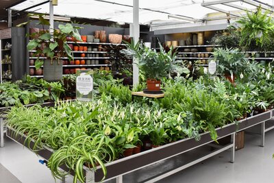 Planten