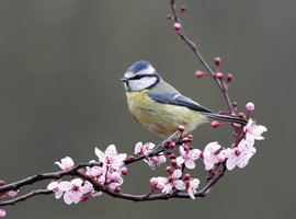 Vogels en insecten