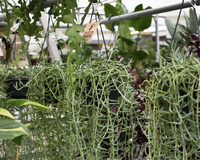 Hangplanten