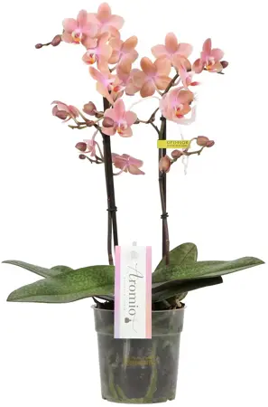 Orchidee